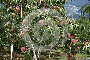 Peach of fresh orchard.