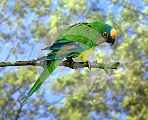 Peach Fronted Parakeet, aratinga aurea, Adult standing on Branch