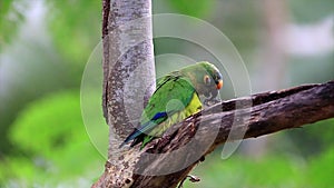 Peach-fronted Parakeet Eupsittula aurea kperched on a termite mound in a tree