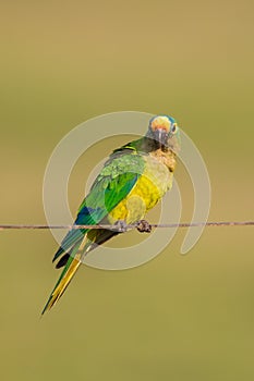 Peach fronted Parakeet perched on a wire