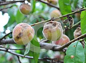 The peach fruit is affected by the causative agent of moniliosis (Monilia cinerea