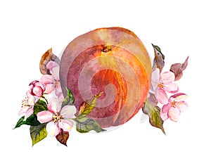 Peach fruit, blossom flowers. Watercolor