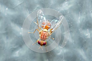 Peach Fruit Fly, Bactrocera Zonata