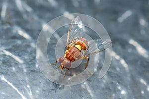 Peach Fruit Fly, Bactrocera Zonata