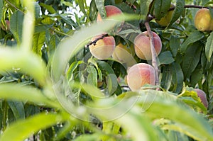 Peach fruit in the garden