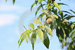 Peach fruit growing on the branch of peach tree