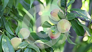 Peach fruit on a peachtree branch closeup