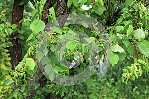 A peach fruit on a tree branch is infected with moniliosis