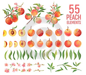 Peach Fruit watercolor element set. Isolated peaches collection of fruits, leaves, slices on white photo