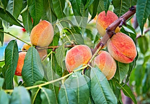 peach fruits growing on a peach tree branch