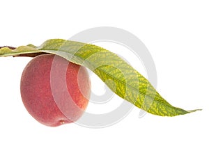 Peach fruits with leaf