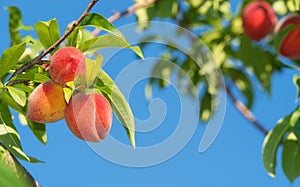 Peach fruits ripening on peach tree branch