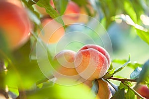 Peach fruits