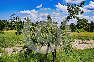 Peach fruits on a tree against a blue sky with white clouds.