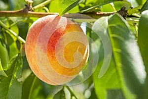Peach fruits on the tree in the garden