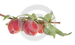 Peach fruits tree with leafs