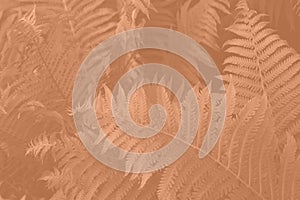 Peach Fuzz beautiful view of fern plant in monochrome color. Forest Peach Fuzz colored fern plants. Trendy color 2024
