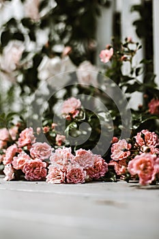 Peach Fuzz coloured roses outdoor on a summer day. Copy space for text and suitable for invitation card.