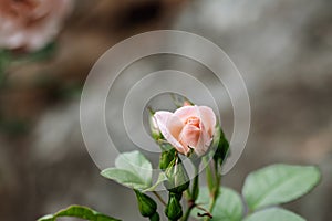 Peach Fuzz coloured roses outdoor on a summer day. Copy space for text and suitable for invitation card.