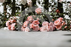 Peach Fuzz coloured roses outdoor on a summer day. Copy space for text and suitable for invitation card.