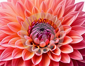 Peach Fuzz, Dahlia flower