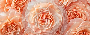 Peach Fuzz Rose Flowers