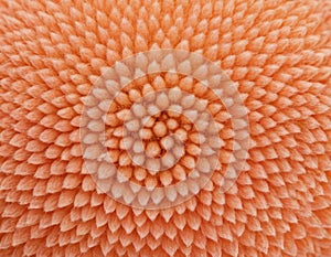 Peach fuzz texture design