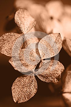 Peach Fuzz toned hydrangea petals background close up. Dried flowers hydrangea. Trendy color of the year 2024 Peach Fuzz