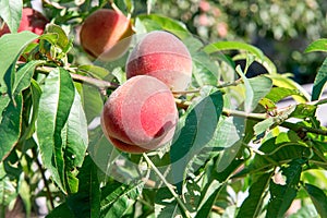 Peach garden. Summer garden fruits. Ripe peaches on the tree. The harvest of peaches. Red peaches in the garden on a sunny day. Br