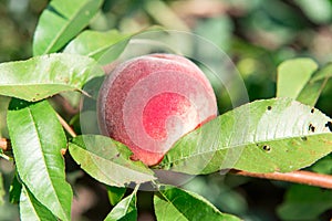 Peach garden. Summer garden fruits. Ripe peaches on the tree. The harvest of peaches. Red peaches in the garden on a sunny day. Br