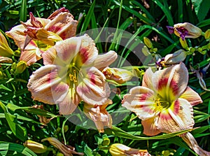 Peach and Green Daylily Blooms Hemerocallis