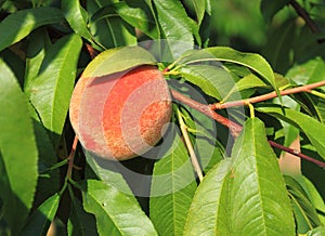 Peach with Green Leaves