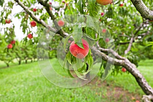 Peach growing on tree in orchard