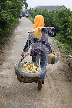 Peach Harvesting II