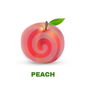 Peach isolated on white background. Vector