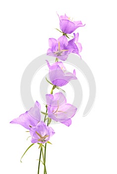 Peach leaf bellflowers