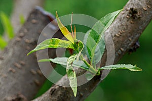 Peach leaf curl