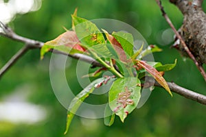 Peach leaf curl