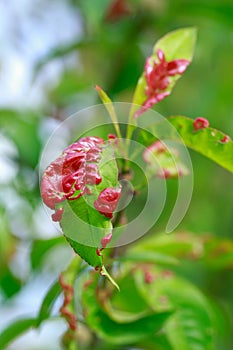 Peach leaf curl