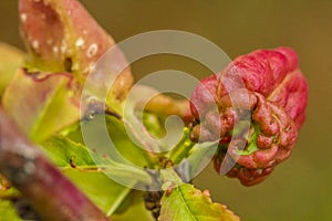 Peach leaf curl caused by Taphrina deformans