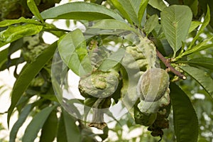 Peach leaf curl