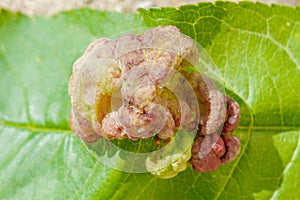 Peach leaf curl disease