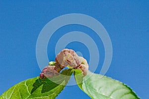 Peach leaf curl disease