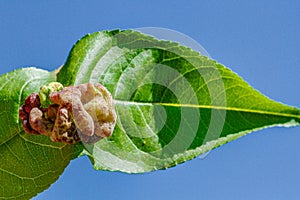 Peach leaf curl disease