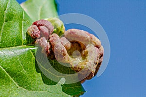 Peach leaf curl disease