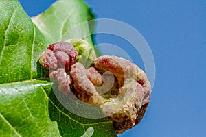 Peach leaf curl disease