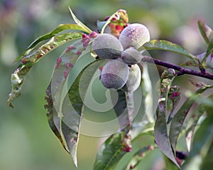 Peach leaf curl disease