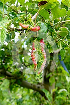 Durazno una carta cuadro. enfermedad de duraznos un árbol.. durazno un árbol champinón enfermedad 