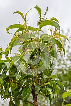 Peach leaf curl,taphrina deformans