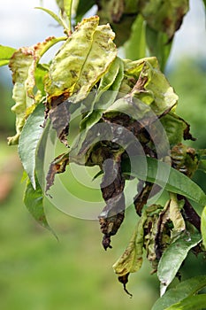 Peach Leaf Curl - Taphrina deformans